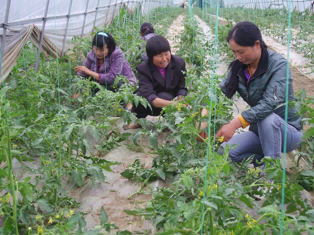 勤劳的农民正在培植蔬菜.jpg